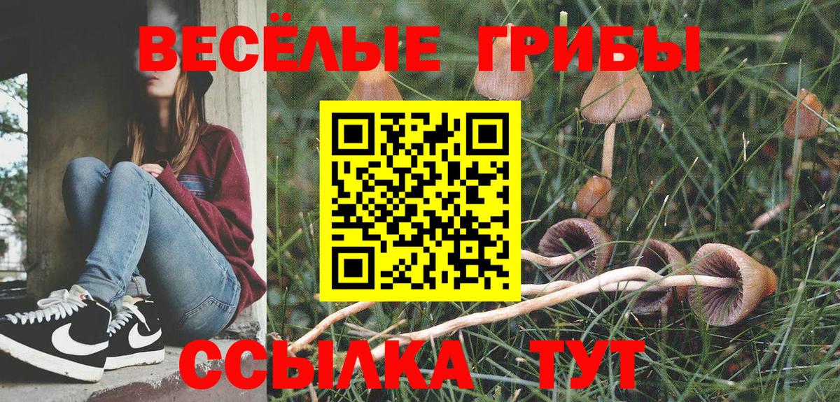 Галлюциногенные грибы Psilocybine cubensis  Псилоцибиновые грибы прущие грибы  Малгобек  Вход с VPN 
